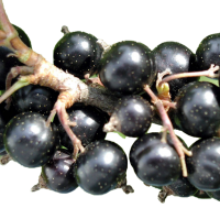 Blackcurrant PNG