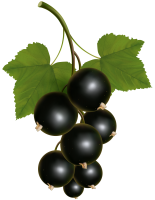 Blackcurrant PNG