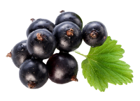 Blackcurrant PNG