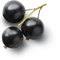 Blackcurrant PNG