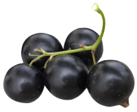 Blackcurrant PNG