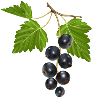 Blackcurrant PNG