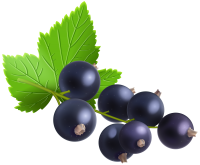 Blackcurrant PNG