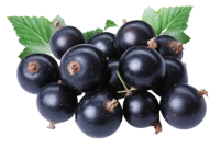 Blackcurrant PNG