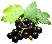 Blackcurrant PNG
