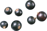 Blackcurrant PNG