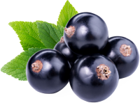 Blackcurrant PNG