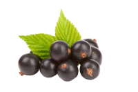 Blackcurrant PNG