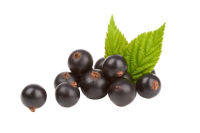 Blackcurrant PNG