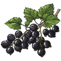 Blackcurrant PNG