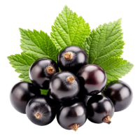 Blackcurrant PNG