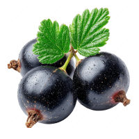 Blackcurrant PNG