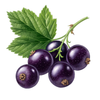 Blackcurrant PNG