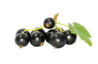 Blackcurrant PNG
