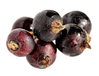 Blackcurrant PNG