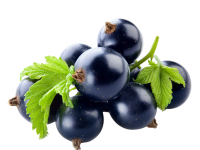 Blackcurrant PNG