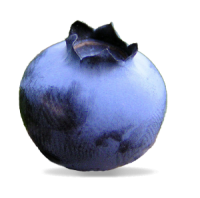 Blueberries PNG