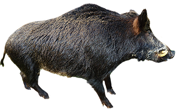 boar