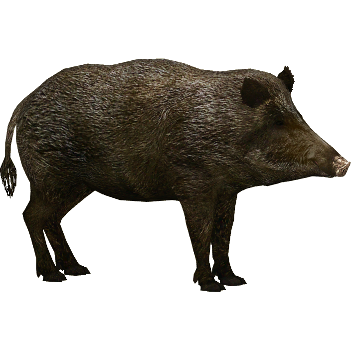 boar
