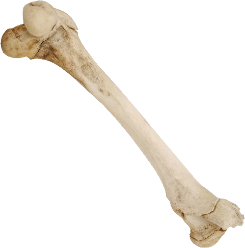 Bone early. Кость. Человеческие кости. Кость без фона. Косточка без фона.