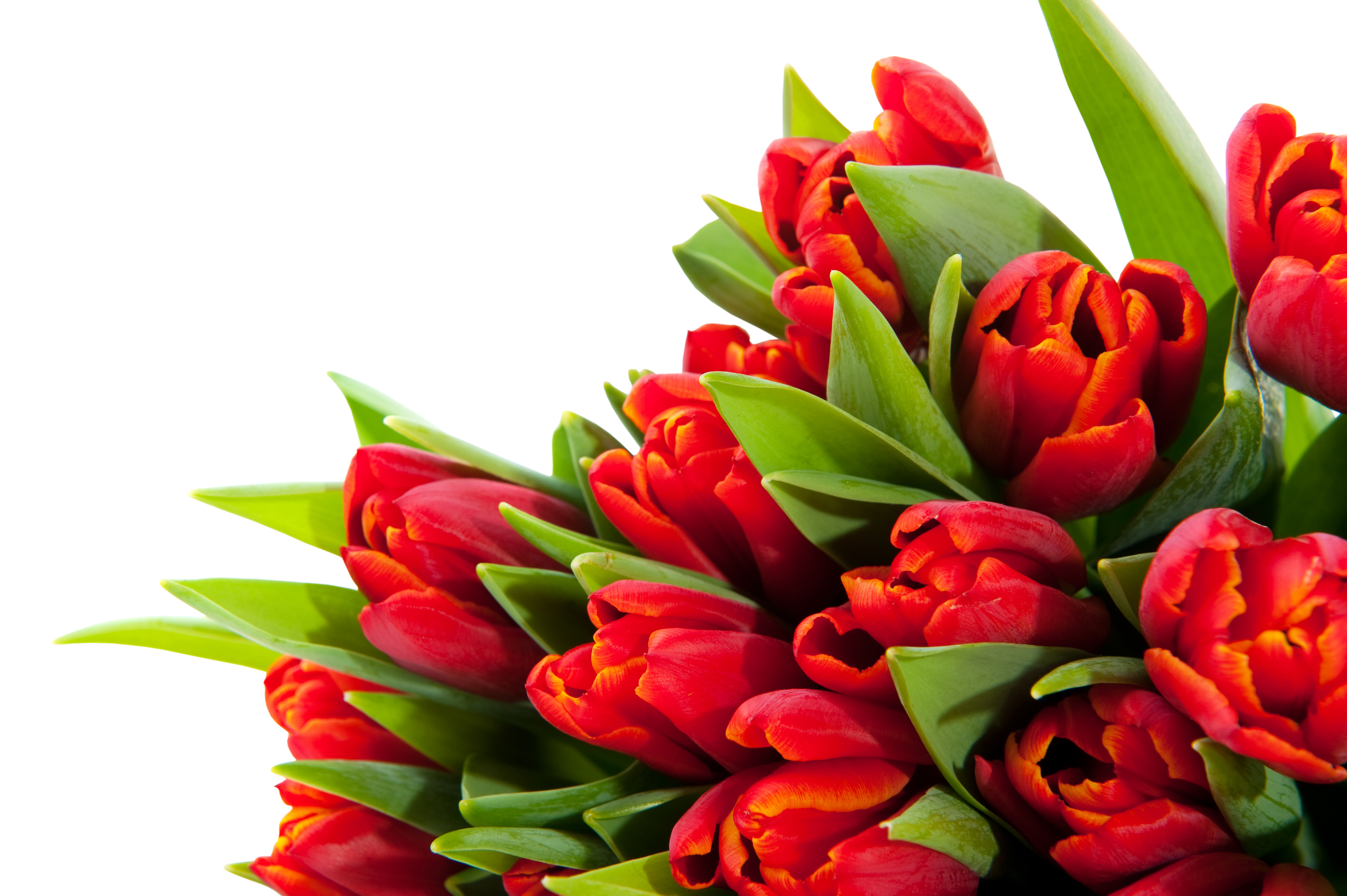 Bouquet flowers PNG
