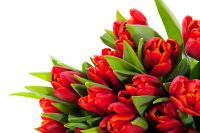 Букет цветов PNG