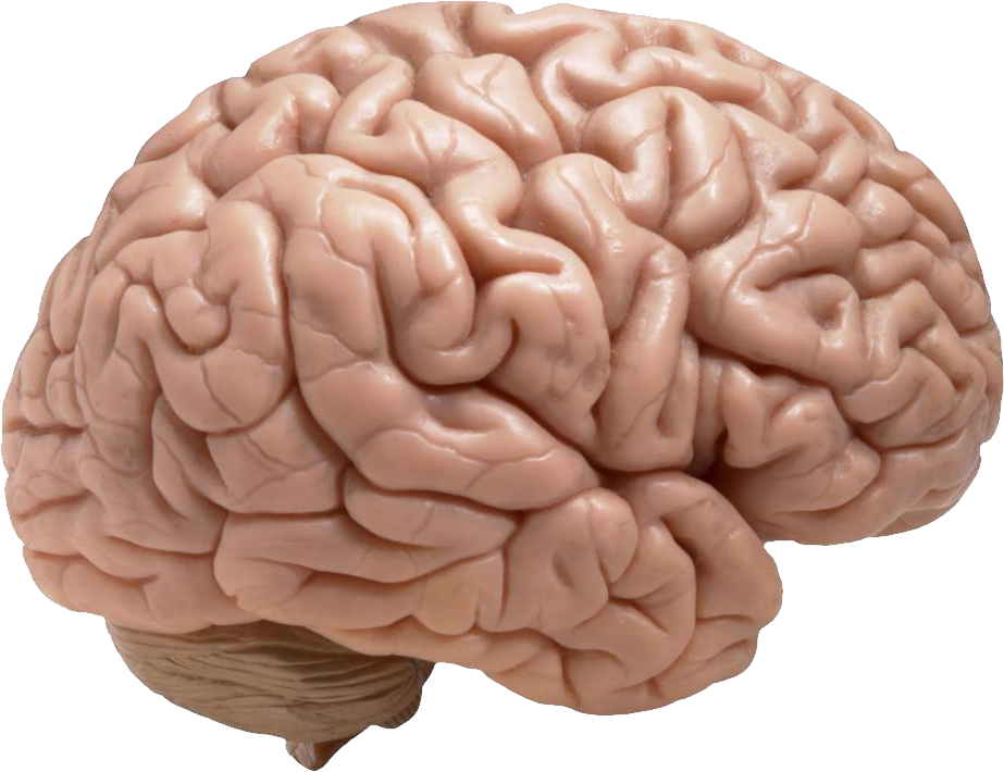 Brain Png