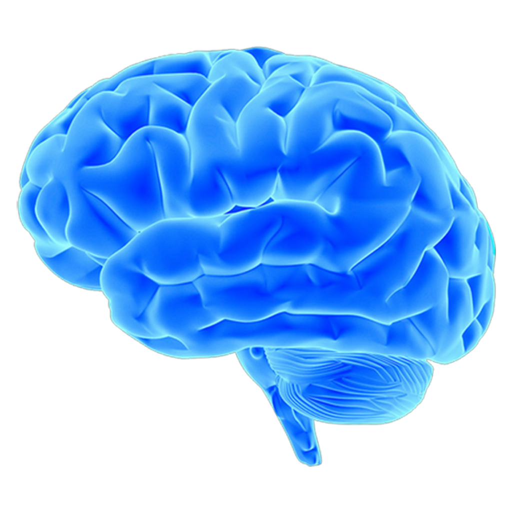 Brain PNG transparent image download, size 1024x1024px