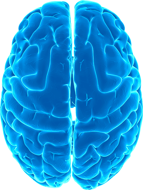 Cerebro PNG