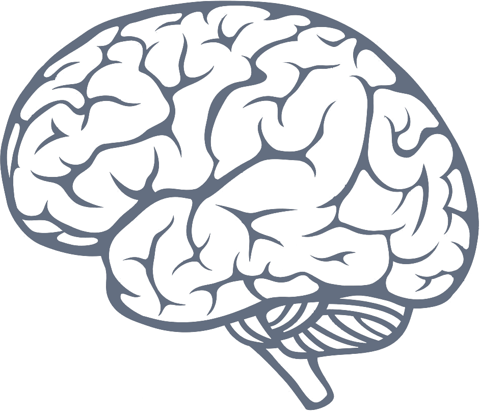 Brain PNG images for free download.