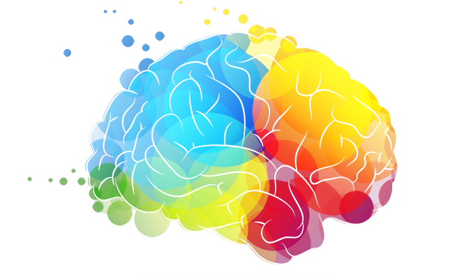 Brain PNG