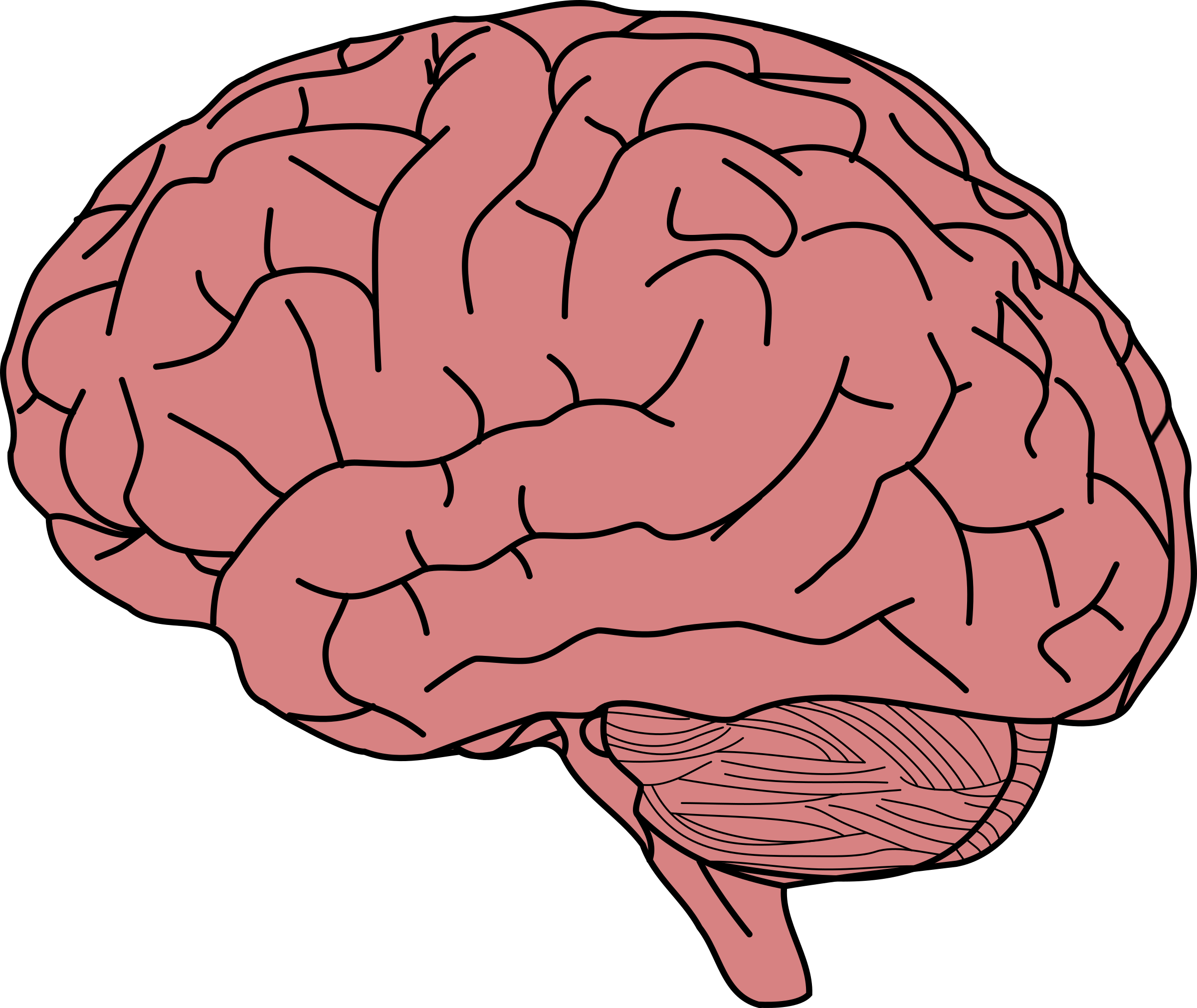 free download brain illustration