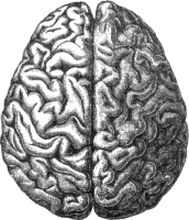 Мозг PNG