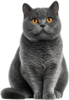 British Shorthair PNG