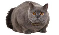 British Shorthair PNG