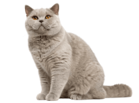 British Shorthair PNG