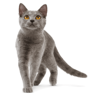 British Shorthair PNG
