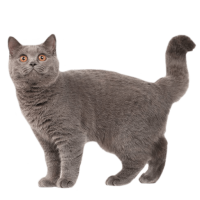 cat British Shorthair PNG