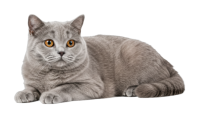 British Shorthair PNG