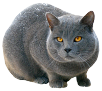 British Shorthair PNG cat