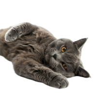 British Shorthair PNG