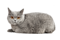 British Shorthair PNG