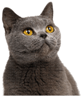British Shorthair PNG