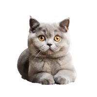 British Shorthair PNG cat