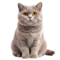 British Shorthair PNG