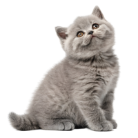 British Shorthair PNG