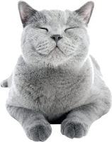 British Shorthair PNG