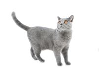 British Shorthair PNG