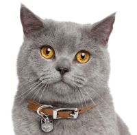 British Shorthair PNG