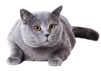 British Shorthair PNG